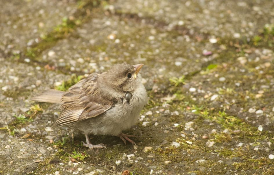 Hoeveel last heeft een musje van deze teek?